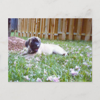Cartão Postal Cartões-postais de cervejaria de cães mastiff em i