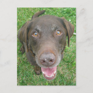 Cartão Postal Cartões-postais de chocolate Labrador e varejista