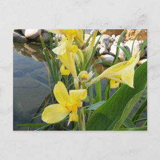 Cartão Postal Cartões-postais de flores amarelas da Canna Lily