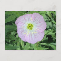 Cartões-postais de fotos da Flor de Primrose Mexic