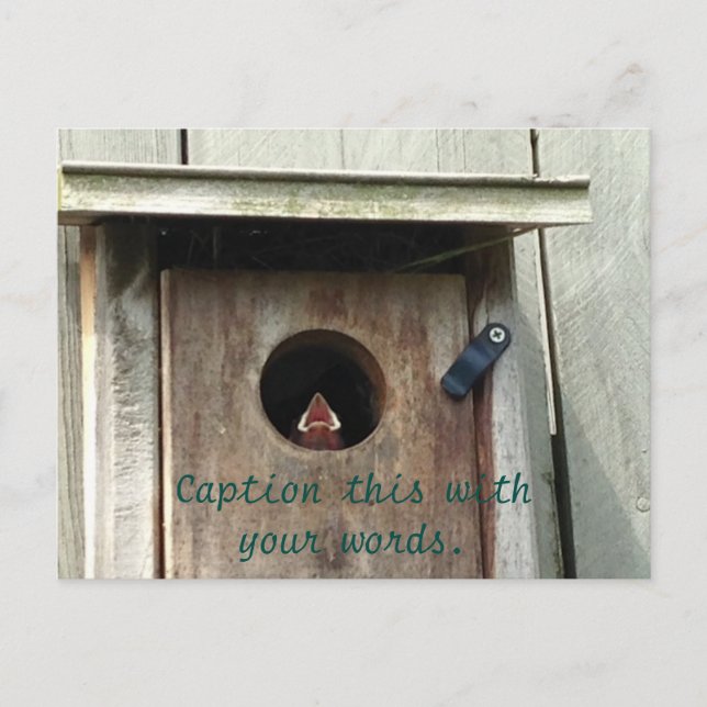 Cartão Postal Cartões-postais de fotos de Sparrow para aves bebê (Frente)