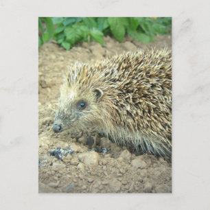 Cartão Postal Cartões-postais de Hedgehog Care