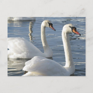 Cartão Postal Cartões-postais de reflexões de Cisne