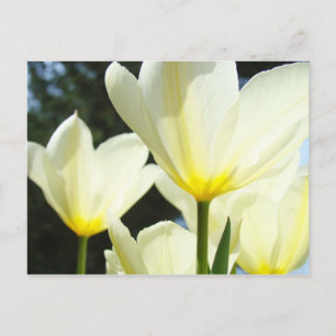 Cartão Postal Cartões-postais do Jardim de Tulipas Tulipas Branc