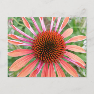 Cartão Postal Cartões-postais do ventilador do Coneflower/Rudbec