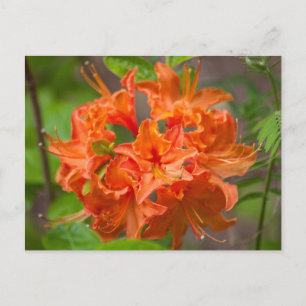 Cartão Postal Cartões-postais flexíveis Orange Azalea Bush