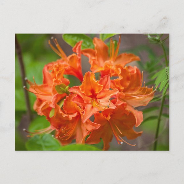Cartão Postal Cartões-postais flexíveis Orange Azalea Bush (Frente)