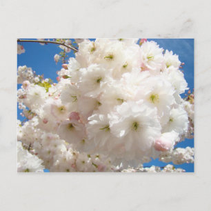 Cartão Postal Cartões-postais Flor de Árvore Rosa Branca de Prim