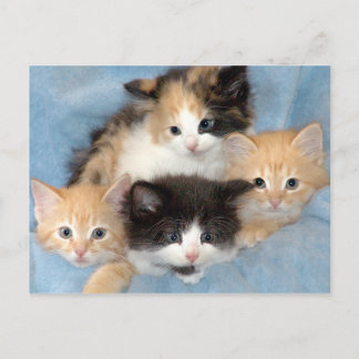 Cartão Postal Cartões-postais Laranja, Calico e Gatinhos Pretos/