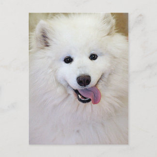 Cartão Postal Cartões-postais Samoyed Dog Breed