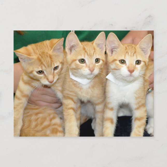 Cartão Postal Cartões-postais Tabby Kittens Laranja de Shore (Frente)