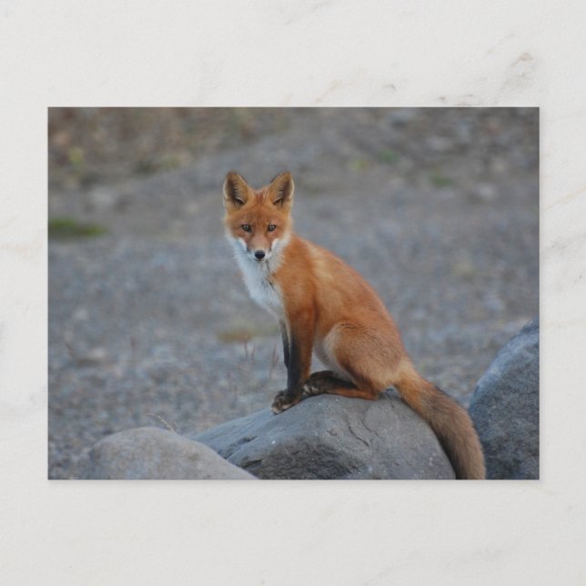 Cartão Postal Cartonagem de animais selvagens Fox Nature (Frente)
