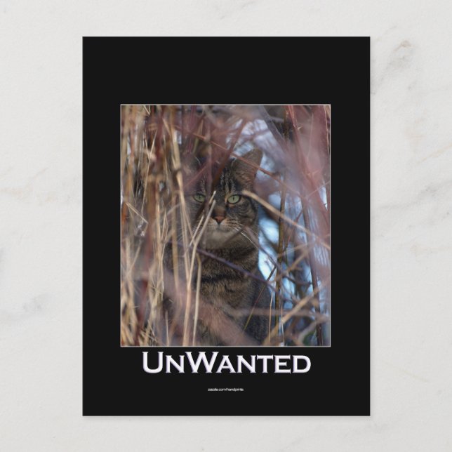 Cartão Postal Cartonagem de Gato Desmotivacional Selvagem (Frente)