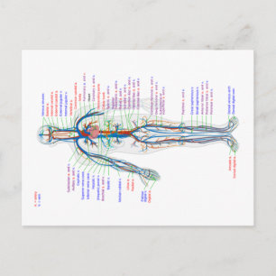 Cartão Postal Cartonagem Diagrama do Sistema Circulatório Human