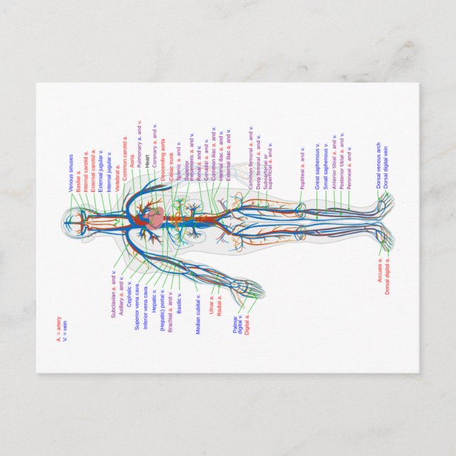 Cartão Postal Cartonagem Diagrama do Sistema Circulatório Humano (Frente)
