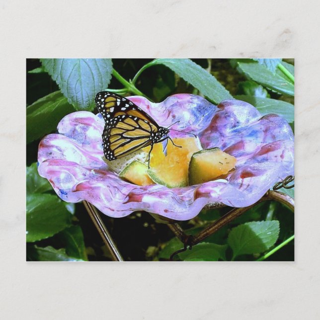 Cartão Postal Cartoon da borboleta (Frente)