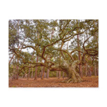 Carvalho ao Vivo Antigo na Praça Cadillac