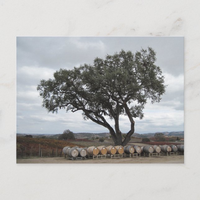 Cartão Postal Carvalho com Barris de Vinho, Robles de Porco (Frente)