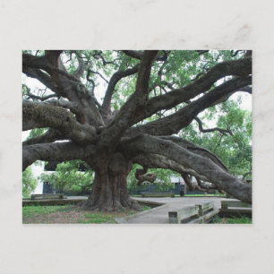 Cartão Postal Carvalho Enorme Jacksonville Flórida