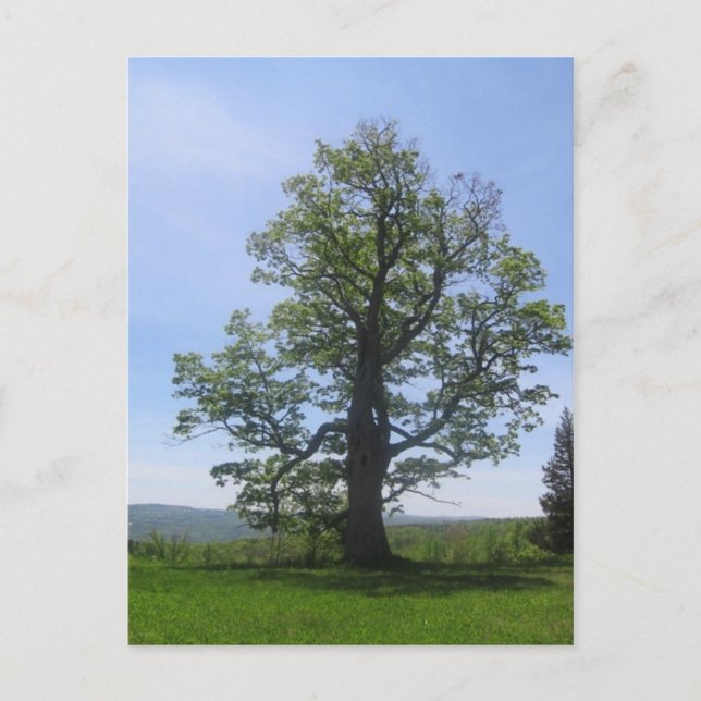 Cartão Postal Carvalho excelente (Frente)