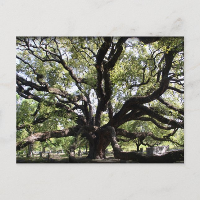 Cartão Postal carvalho-vivo de madeira de vidro (Frente)