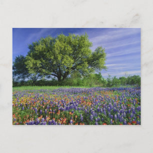 Cartão Postal Carvalho Vivo & Pincel de Pintura do Texas, e Texa