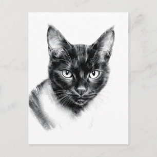 Cartão Postal Carvão de Gato