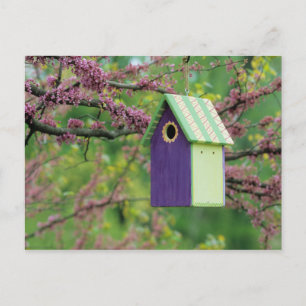 Cartão Postal Casa de Pássaros Em Uma Árvore Redbud