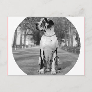 Cartão Postal Casa do Dogue