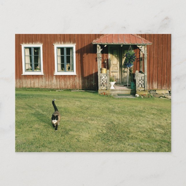 Cartão Postal Casa vermelha vestida com um gato no gramado. (Frente)