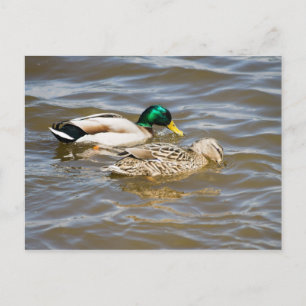 Cartão Postal Casais de pato-real