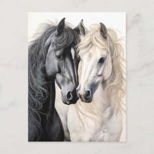 Cartão Postal Casal de Cavalos Cavalo Preto e Branco Postcrossin