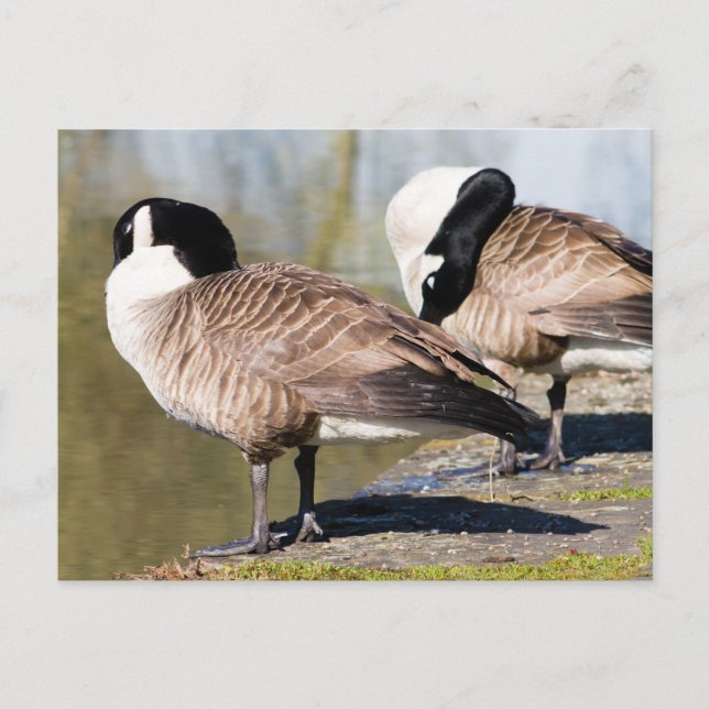 Cartão Postal Casal de Ganso do Canadá (Frente)