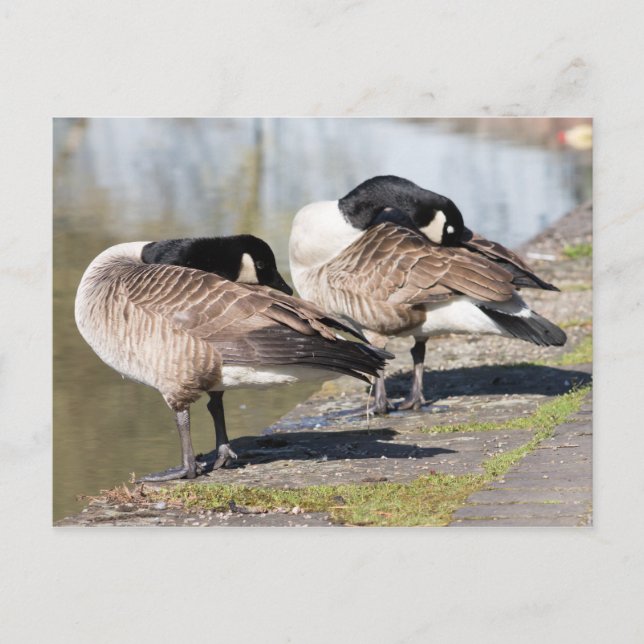 Cartão Postal Casal de Ganso do Canadá (Frente)