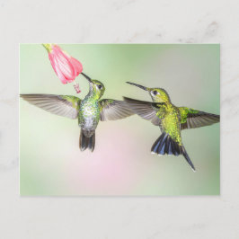 Cartão Postal Casal de Hummingbird Voando Lado a Lado