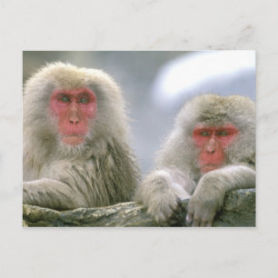 Cartão Postal Casal de Macaco da Neve, Macaco Japonês,