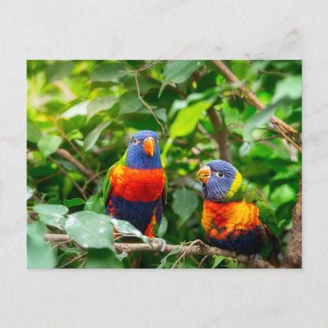 Cartão Postal Casal de papagaio Lorikeet (Frente)
