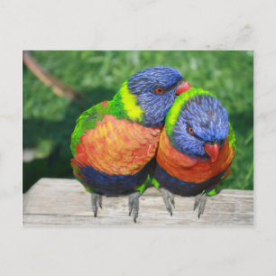 Cartão Postal Casal de peças do Rainbow Lorikeet