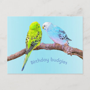 Cartão Postal Casal de periquitos fofos - personalizado