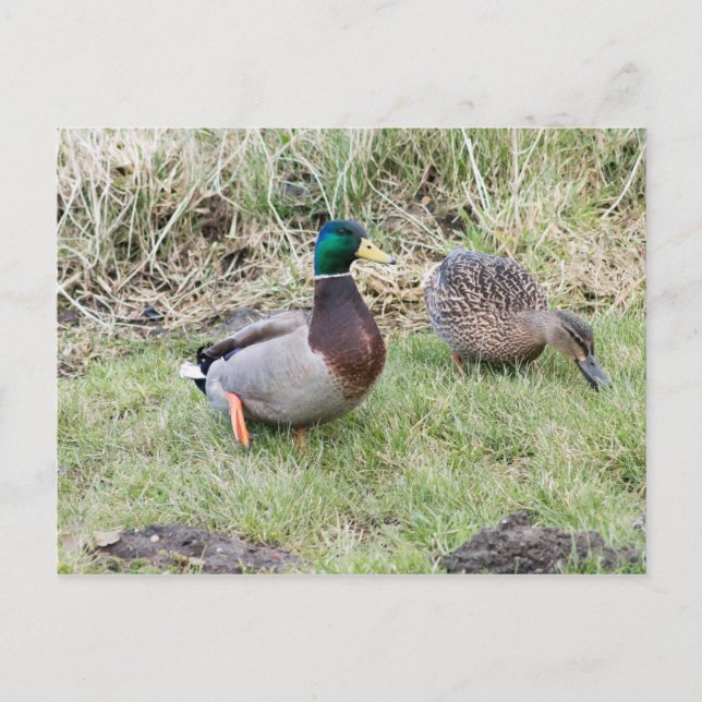 Cartão Postal Casal Mallard (Frente)
