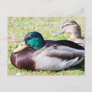 Cartão Postal Casal Mallard