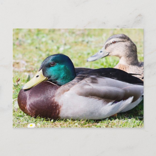 Cartão Postal Casal Mallard (Frente)