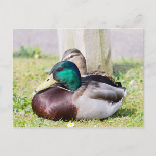 Cartão Postal Casal Mallard