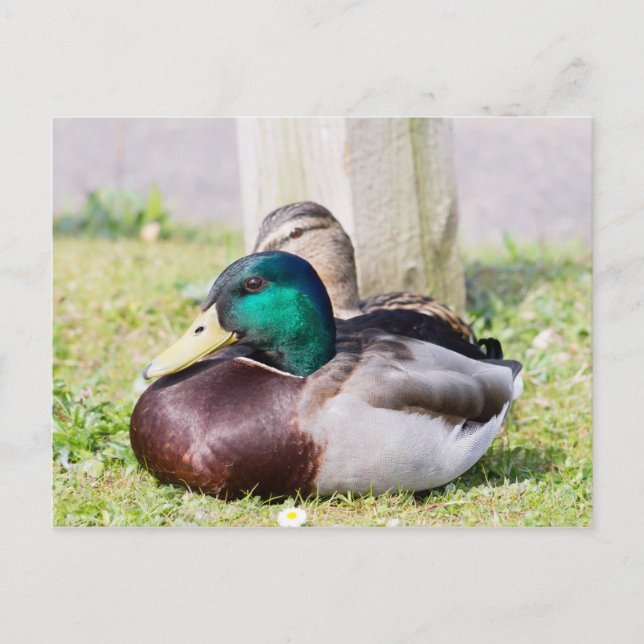 Cartão Postal Casal Mallard (Frente)