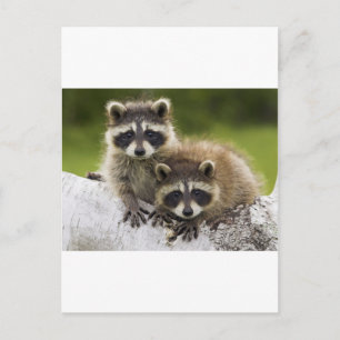 Cartão Postal Casal Raccoon