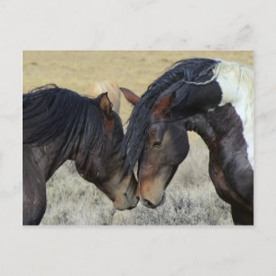 Cartão Postal Casal selvagem