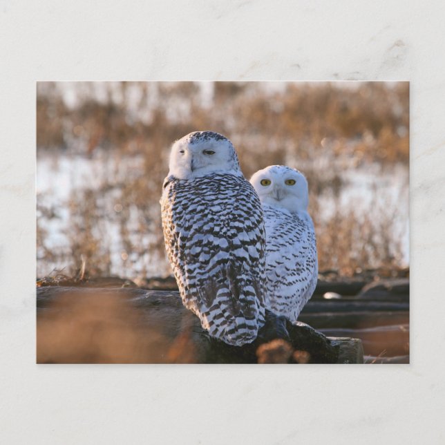 Cartão Postal Casal Snowy Owl (Frente)