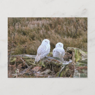 Cartão Postal Casal Snowy Owl