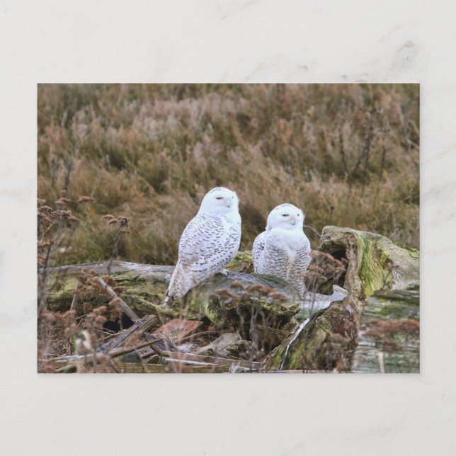 Cartão Postal Casal Snowy Owl (Frente)