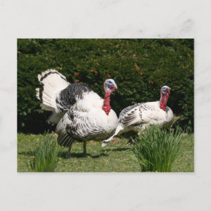 Cartão Postal Casal Turquia